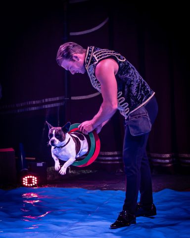Zirkusartist wirft einen Hula-Hoop-Reifen zu einem Hund auf einer blauen Fläche.